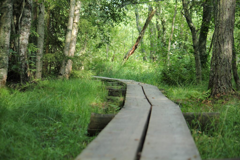 Pitkospuut vihreässä metsässä